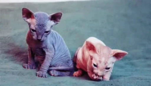 🐈 Стикер «Sfinks» для Telegram