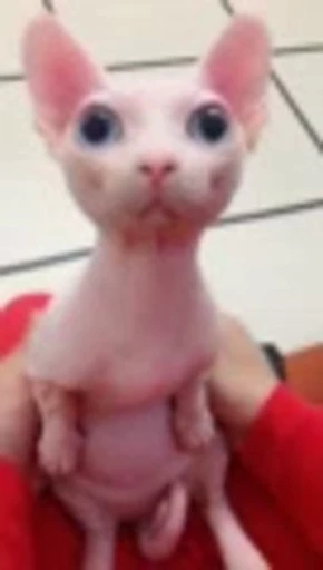 🐈 Стикер «Sfinks» для Telegram