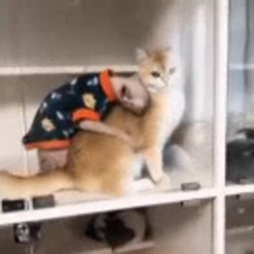 🐈 Стикер «Sfinks» для Telegram