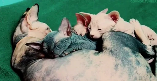 🐈 Стикер «Sfinks» для Telegram