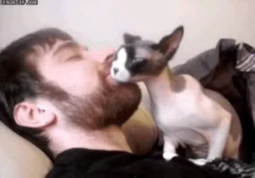 🐈 Стикер «Sfinks» для Telegram