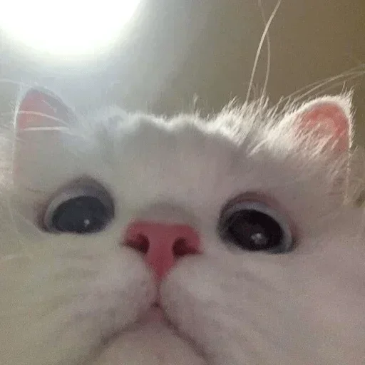 🥺 Стикер «хуйняпиздец» для Telegram