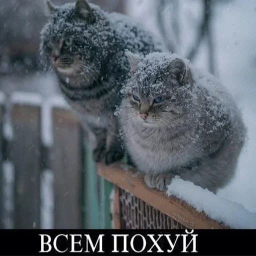 😭 Стикер «хуйняпиздец» для Telegram