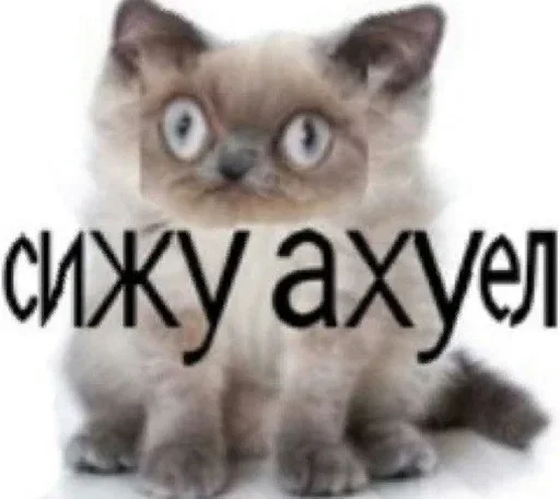 💅 Стикер «хуйняпиздец» для Telegram