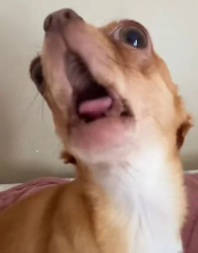 🤩 Стикер «Dogs TT Memes» для Telegram