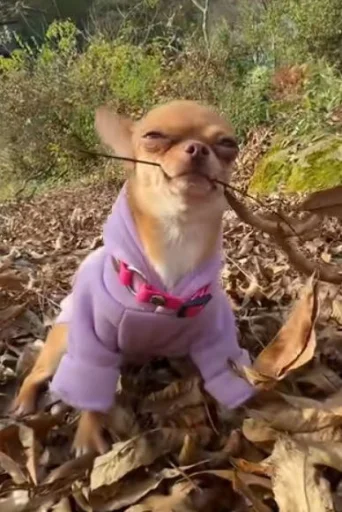 🤩 Стикер «Dogs TT Memes» для Telegram