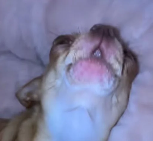 🤩 Стикер «Dogs TT Memes» для Telegram