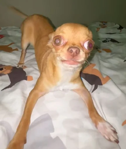 🤩 Стикер «Dogs TT Memes» для Telegram