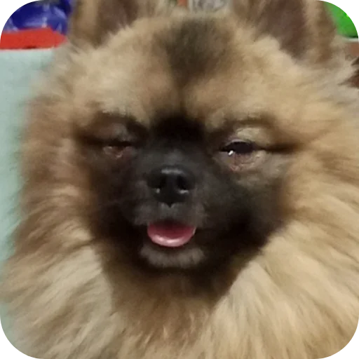 🐶 Стикер «Dogs TT Memes» для Telegram
