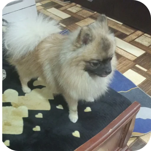🔥 Стикер «Dogs TT Memes» для Telegram