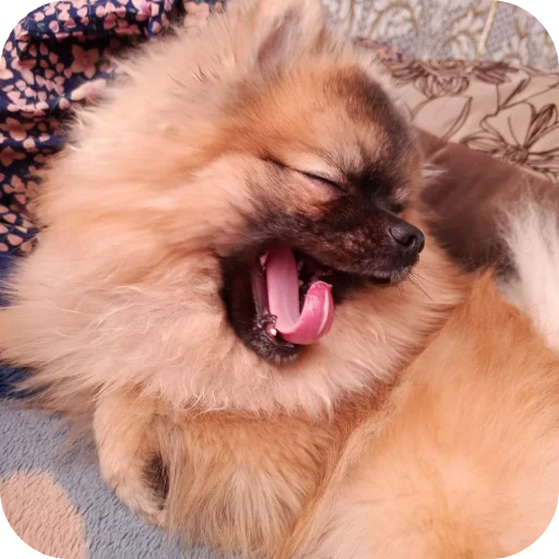 🐱 Стикер «Dogs TT Memes» для Telegram