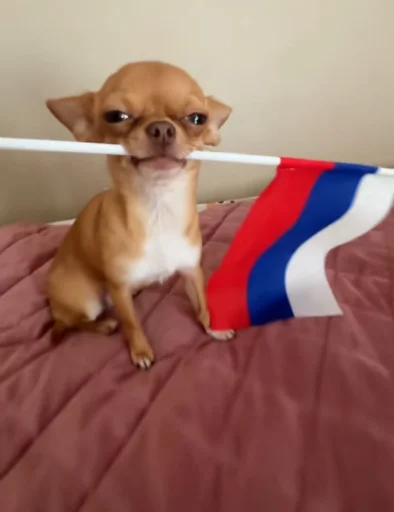 🤩 Стикер «Dogs TT Memes» для Telegram