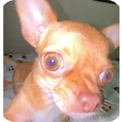 🐶 Стикер «Dogs TT Memes» для Telegram