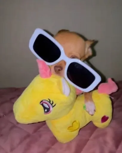 🤩 Стикер «Dogs TT Memes» для Telegram