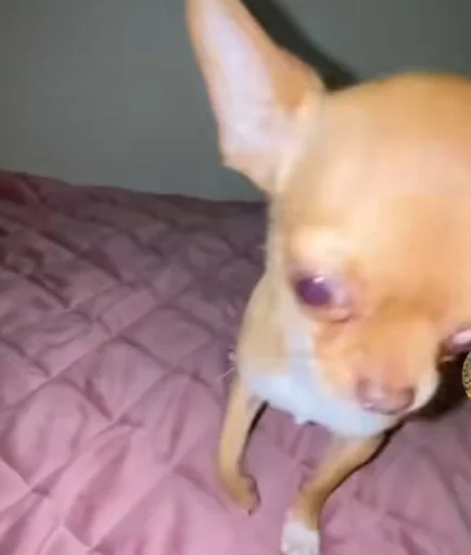 🤩 Стикер «Dogs TT Memes» для Telegram