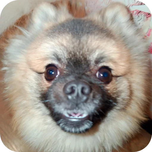 👍 Стикер «Dogs TT Memes» для Telegram