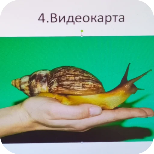 🛋 Стикер «Shadowhou» для Telegram