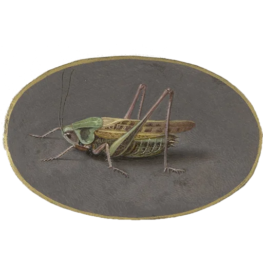 🦗 Стикер «шалаш» для Telegram