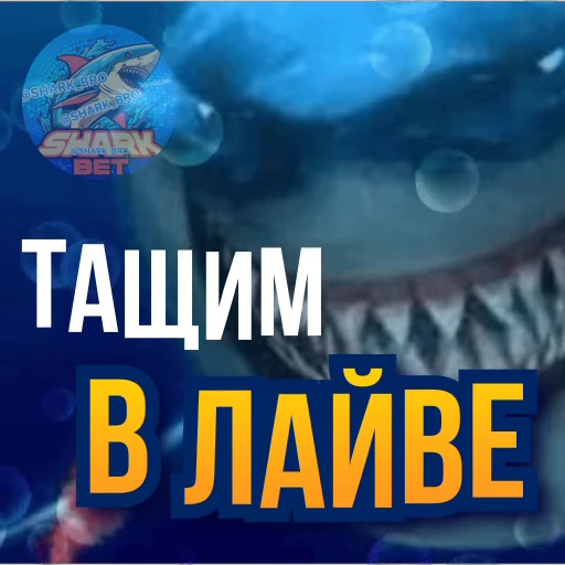 Стикерпак Sharkbet для Telegram — скачать