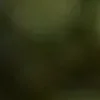 🐱 Эмодзи «we live, we love, we lie..» для Telegram