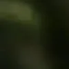 🐱 Эмодзи «we live, we love, we lie..» для Telegram