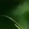 🐱 Эмодзи «we live, we love, we lie..» для Telegram