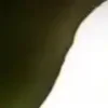 🐱 Эмодзи «we live, we love, we lie..» для Telegram