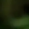 🐱 Эмодзи «we live, we love, we lie..» для Telegram