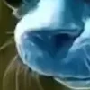 🐱 Эмодзи «we live, we love, we lie..» для Telegram