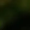 🐱 Эмодзи «we live, we love, we lie..» для Telegram
