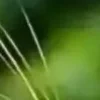 🐱 Эмодзи «we live, we love, we lie..» для Telegram