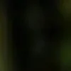 🐱 Эмодзи «we live, we love, we lie..» для Telegram