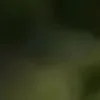 🐱 Эмодзи «we live, we love, we lie..» для Telegram