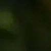 🐱 Эмодзи «we live, we love, we lie..» для Telegram