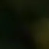 🐱 Эмодзи «we live, we love, we lie..» для Telegram
