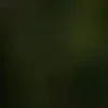 🐱 Эмодзи «we live, we love, we lie..» для Telegram