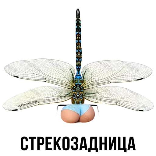🐛 Стикер «Шлакоблокунь и друзья» для Telegram