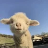 🤩 Эмодзи «Овечки» для Telegram
