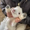 🤩 Эмодзи «Овечки» для Telegram