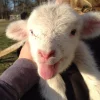 🐑 Эмодзи «Овечки» для Telegram