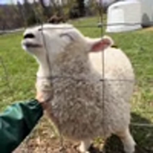 🐏 Эмодзи «Овечки» для Telegram