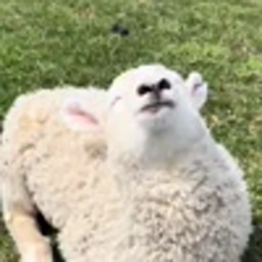 🐏 Эмодзи «Овечки» для Telegram