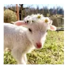 🐑 Эмодзи «Овечки» для Telegram