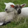 🐑 Эмодзи «Овечки» для Telegram