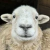 🤩 Эмодзи «Овечки» для Telegram