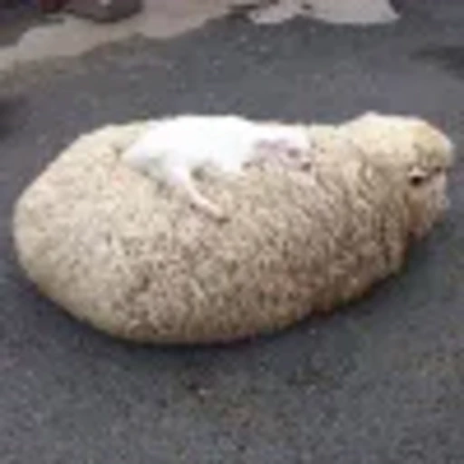 🐑 Эмодзи «Овечки» для Telegram