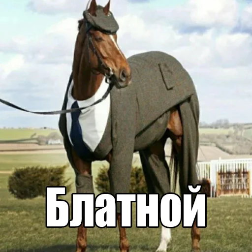 😎 Стикер «Шелби Харош» для Telegram