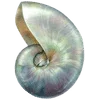 🌟 Эмодзи «Ракушки» для Telegram