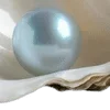 🌟 Эмодзи «Ракушки» для Telegram