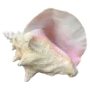 🌟 Эмодзи «Ракушки» для Telegram